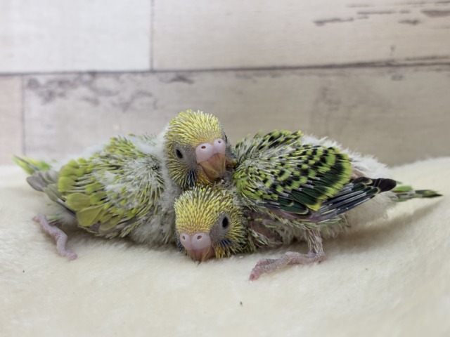 セキセイインコ