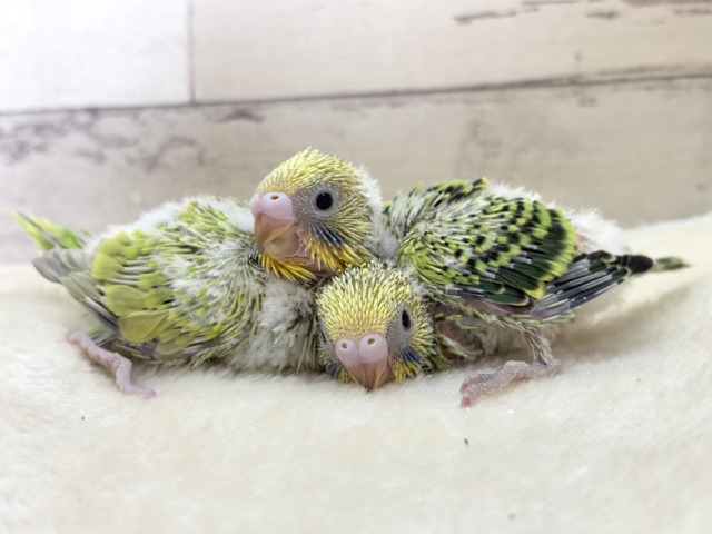 セキセイインコ