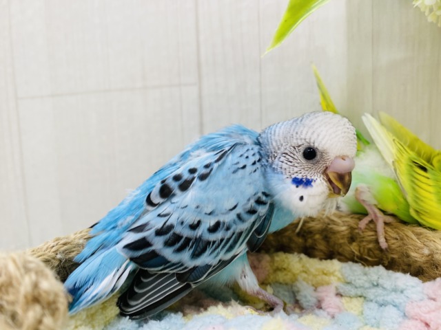 セキセイインコ
