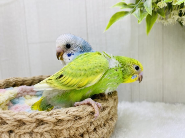 セキセイインコ