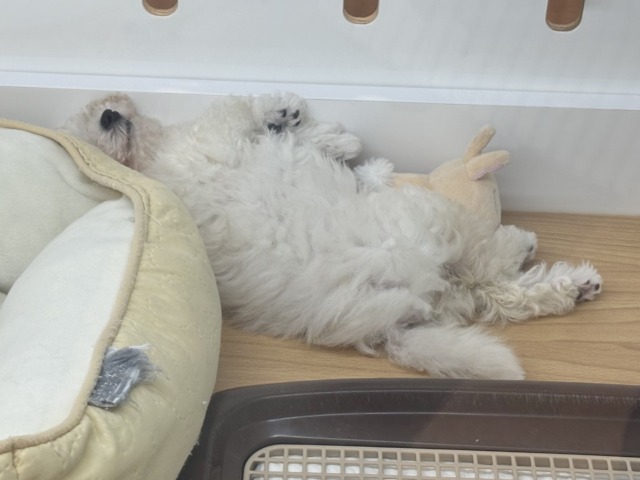 トイプードル