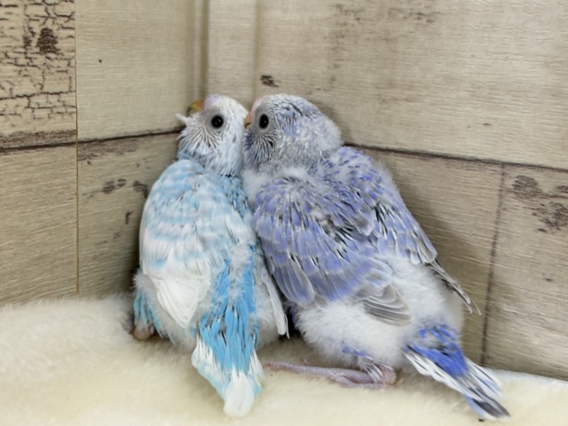 【あと1羽🐣】梅雨時期に輝く紫陽花カラー🐣🪻🫧セキセイインコ(スパングル) ヒナ セキセイインコ