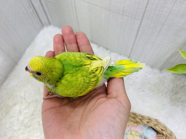 セキセイインコ
