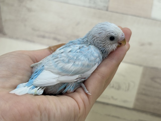 【あと1羽🐣】梅雨時期に輝く紫陽花カラー🐣🪻🫧セキセイインコ(スパングル) ヒナ セキセイインコ
