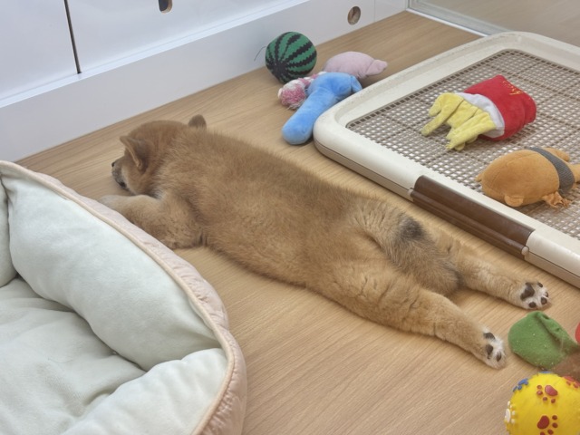 柴犬