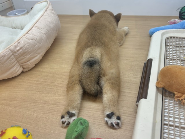 柴犬