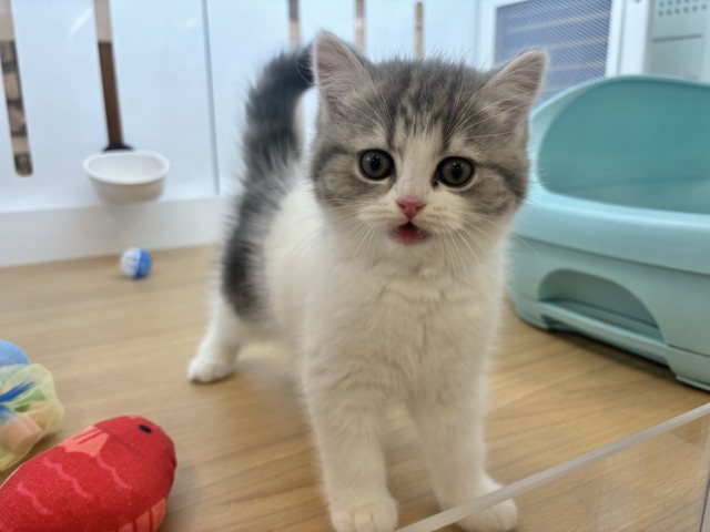 フォールデックス