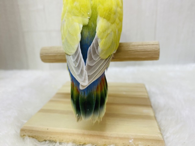 コザクラインコ（小桜インコ）