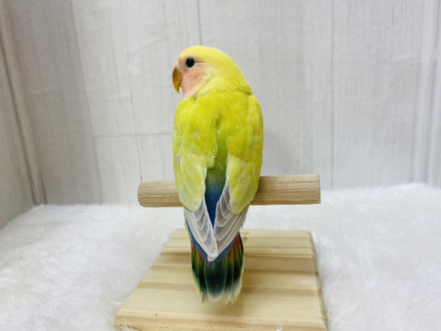 コザクラインコ（小桜インコ）