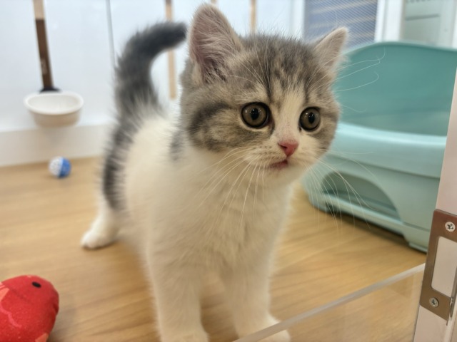 フォールデックス