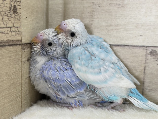【あと1羽🐣】梅雨時期に輝く紫陽花カラー🐣🪻🫧セキセイインコ(スパングル) ヒナ セキセイインコ
