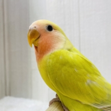 最新画像有ります😊あと１羽❗️ハデっこちゃんズ⭐️徐々に染まってく〜コザクラインコ❤️