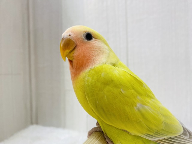 最新画像有ります😊あと１羽❗️ハデっこちゃんズ⭐️徐々に染まってく〜コザクラインコ❤️