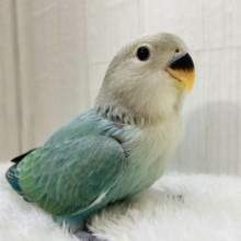 最新画像有ります🌱るんるん気分は青リンゴ🍏💚コザクラインコ（ブルーチェリーオパーリン）⭐️