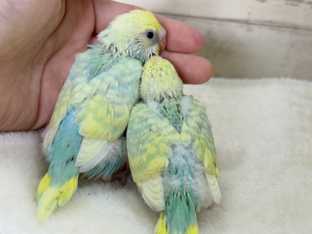 セキセイインコ