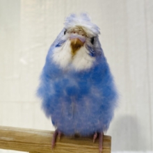 最新画像有ります⭐️あと一羽❗️個性溢れるオシャレヘア〜🪶💕セキセイインコ梵天軍団‼️
