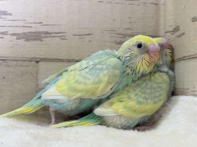 セキセイインコ