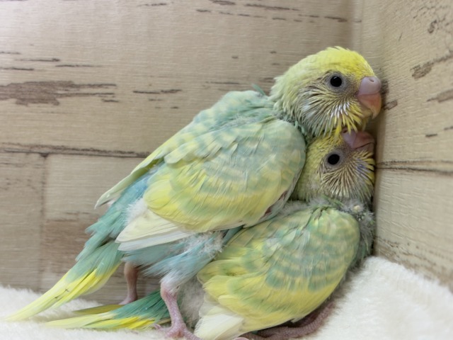 セキセイインコ