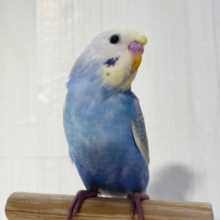 最新画像有ります❗️頭のちょびっとに注目です🤏✨セキセイインコパステルレインボー🌈
