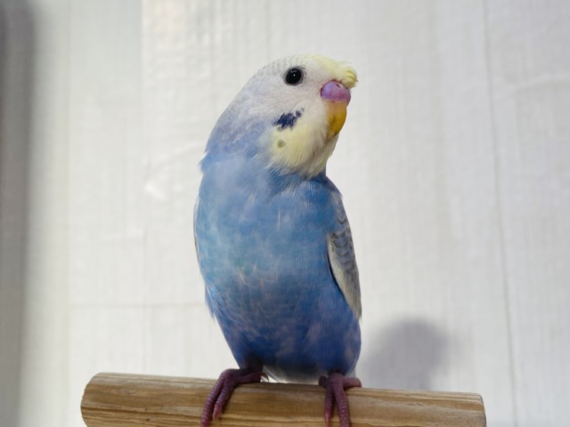 最新画像有ります❗️頭のちょびっとに注目です🤏✨セキセイインコパステルレインボー🌈
