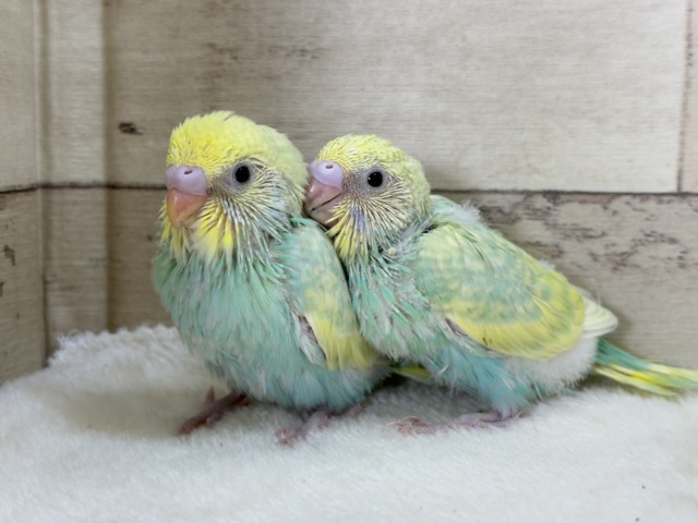 セキセイインコ