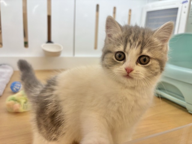 フォールデックス