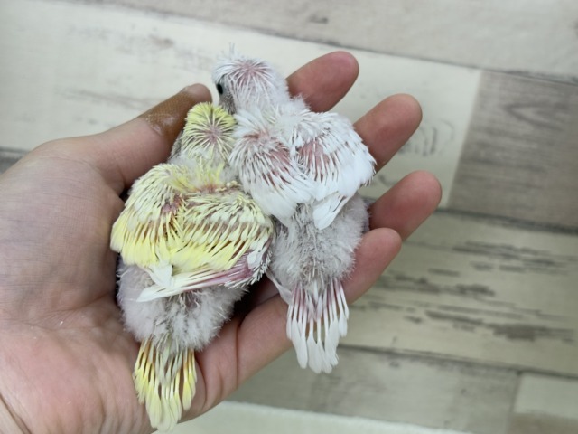 【最新画像更新🪄】個性的ふたご天使がやって来た🐣💖梵天セキセイインコ ヒナ 梵天セキセイインコ