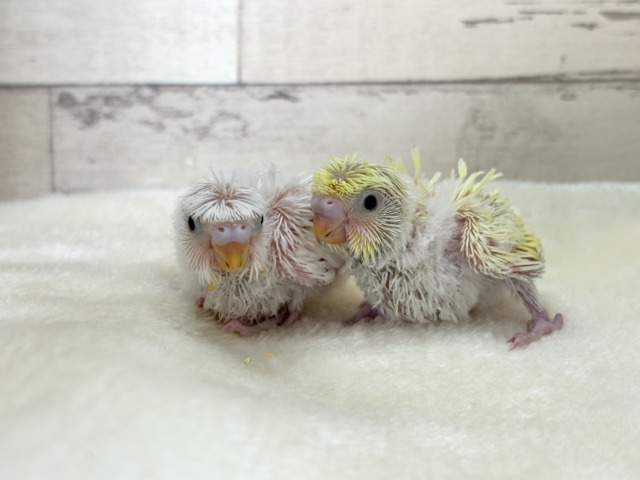 【最新画像更新🪄】個性的ふたご天使がやって来た🐣💖梵天セキセイインコ ヒナ 梵天セキセイインコ
