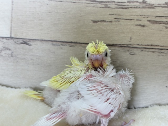 【最新画像更新🪄】個性的ふたご天使がやって来た🐣💖梵天セキセイインコ ヒナ 梵天セキセイインコ
