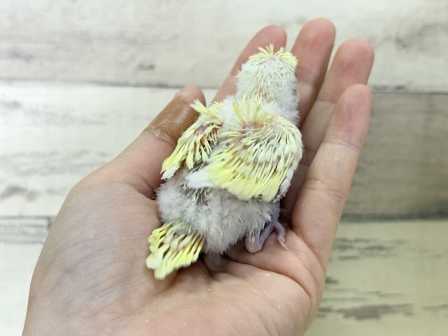 梵天セキセイインコ