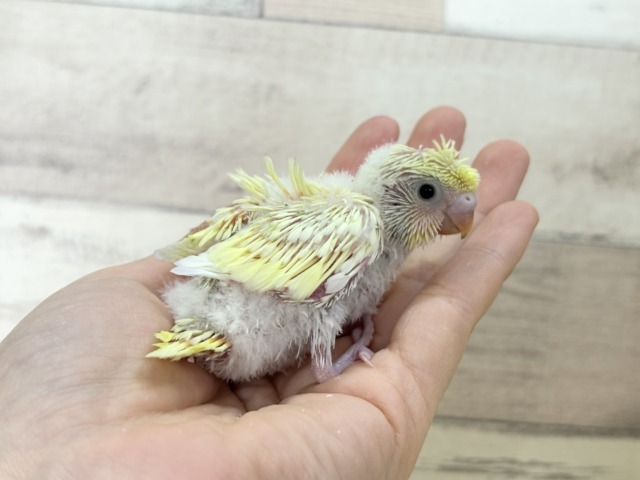 【最新画像更新🪄】個性的ふたご天使がやって来た🐣💖梵天セキセイインコ ヒナ 梵天セキセイインコ