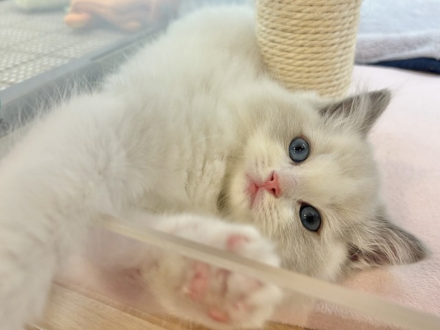 美しさと可愛さの破壊力が凄い♥ラグドールくん！