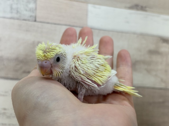 梵天セキセイインコ