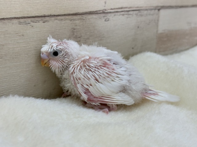 梵天セキセイインコ