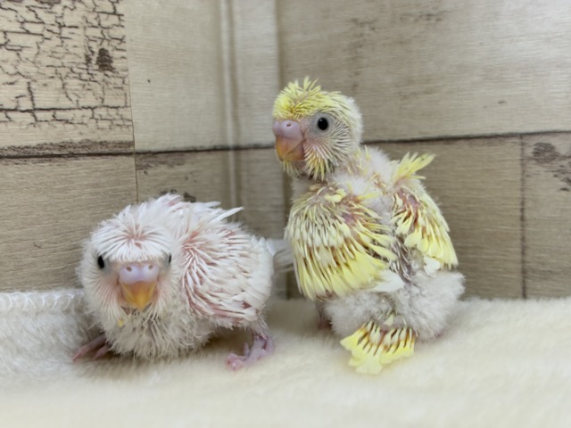 梵天セキセイインコ