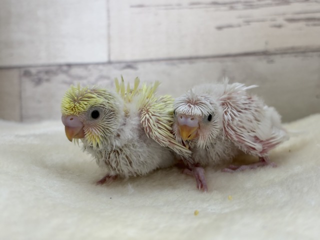 【最新画像更新🪄】個性的ふたご天使がやって来た🐣💖梵天セキセイインコ ヒナ 梵天セキセイインコ