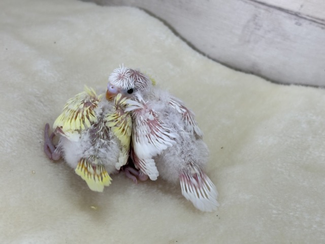 梵天セキセイインコ