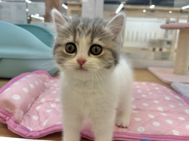 フォールデックス