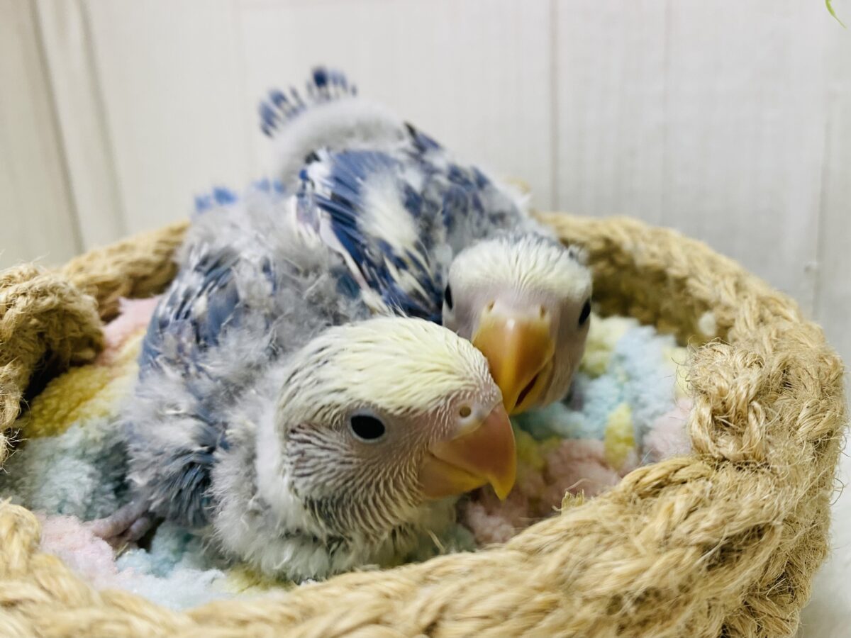 コザクラインコ（小桜インコ）