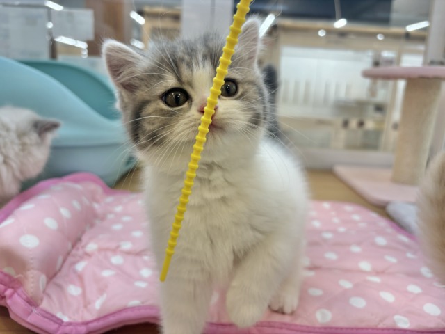 フォールデックス