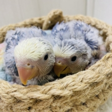 🤍ブルーベリーヨーグルト🫐成長の楽しみなヒナさんです❗️コザクラインコ（ブルーチェリーパイド）