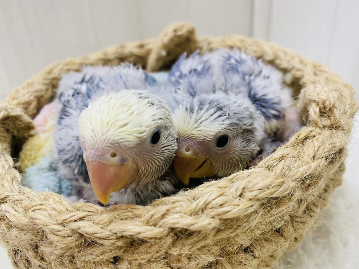 🤍ブルーベリーヨーグルト🫐成長の楽しみなヒナさんです❗️コザクラインコ（ブルーチェリーパイド）