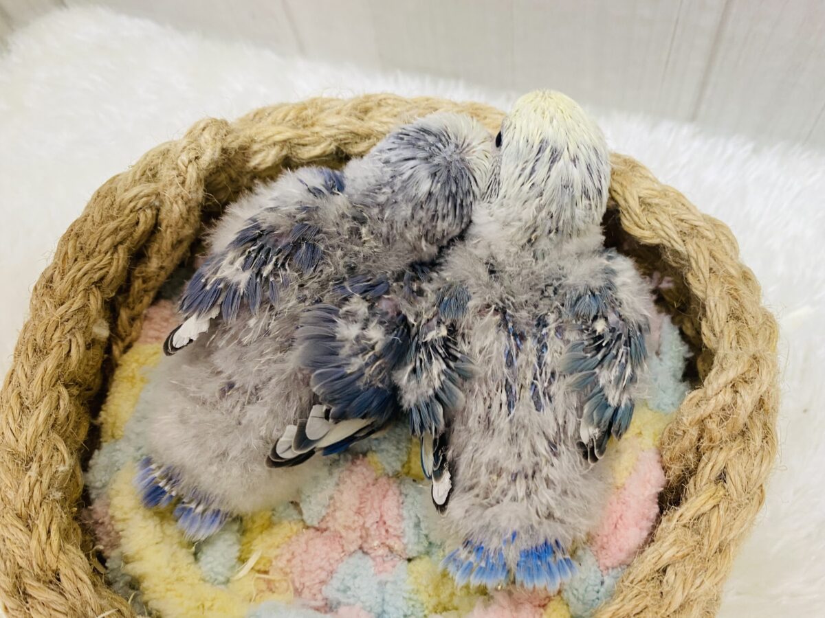 コザクラインコ（小桜インコ）