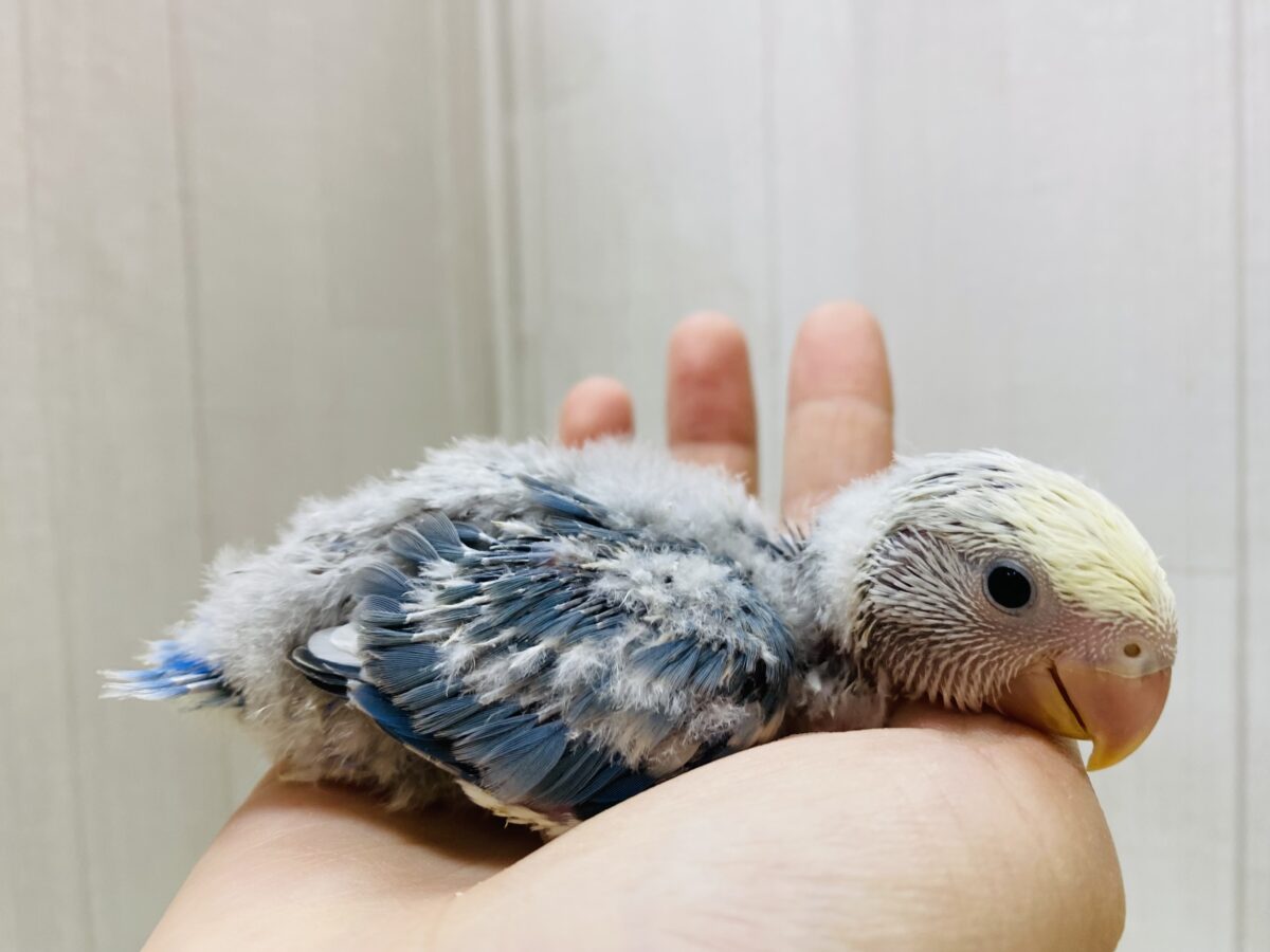 コザクラインコ（小桜インコ）