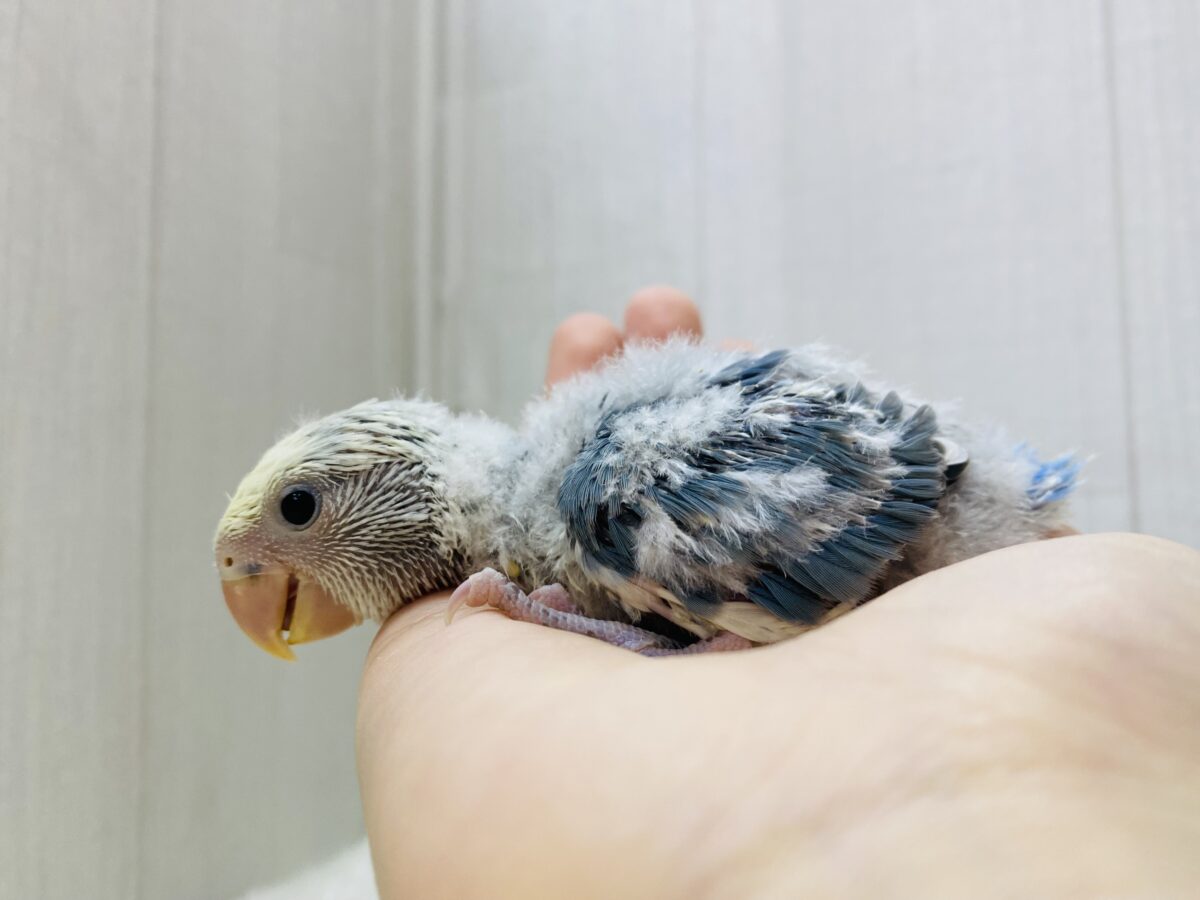 コザクラインコ（小桜インコ）