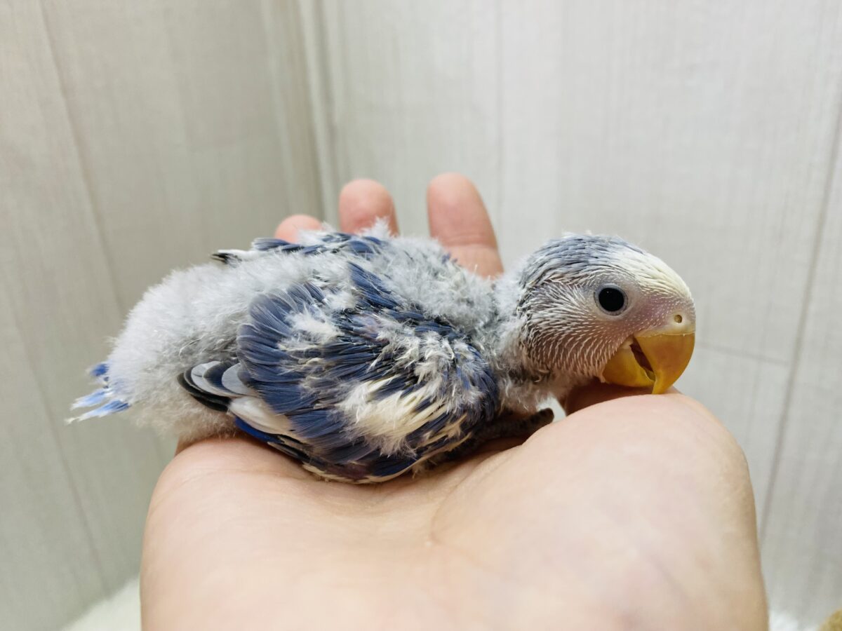 コザクラインコ（小桜インコ）