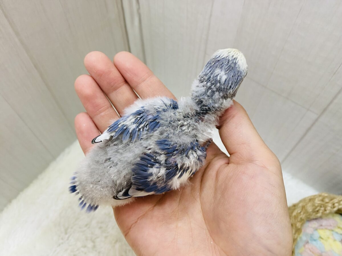 コザクラインコ（小桜インコ）