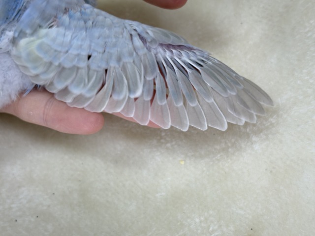 【最新画像更新🪄】透明感たっぷり🫧淡々パステルちゃん🐣🩵セキセイインコ(パステルレインボー) ヒナ セキセイインコ