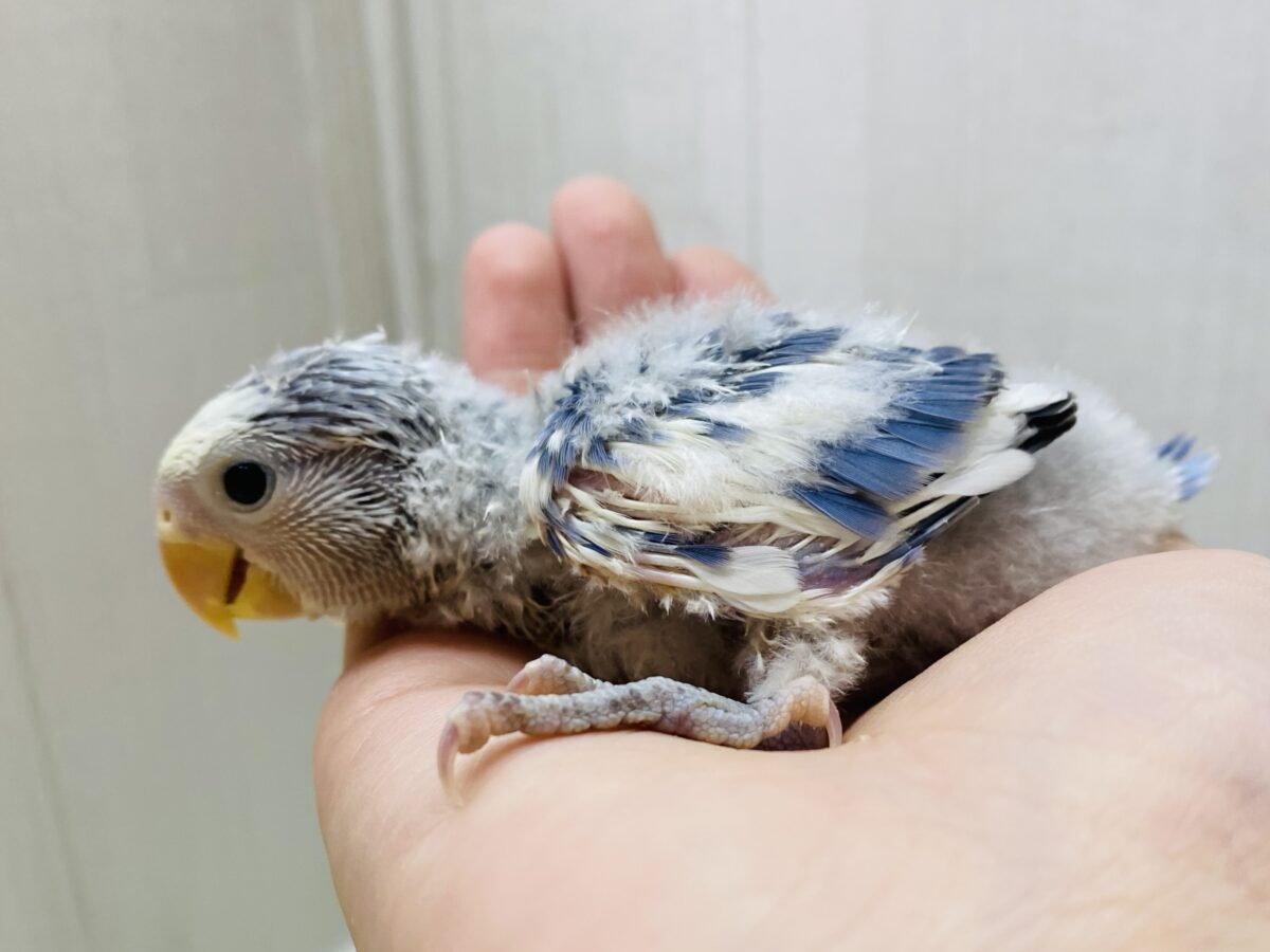 コザクラインコ（小桜インコ）
