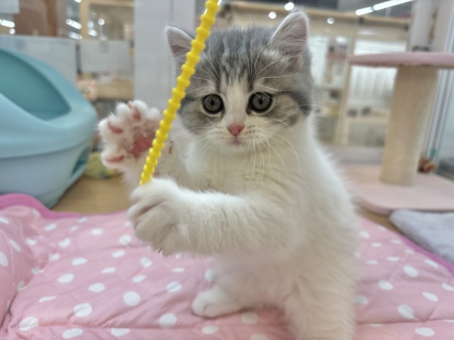 フォールデックス